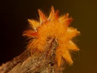 0001 Ahorn-Rindeneule